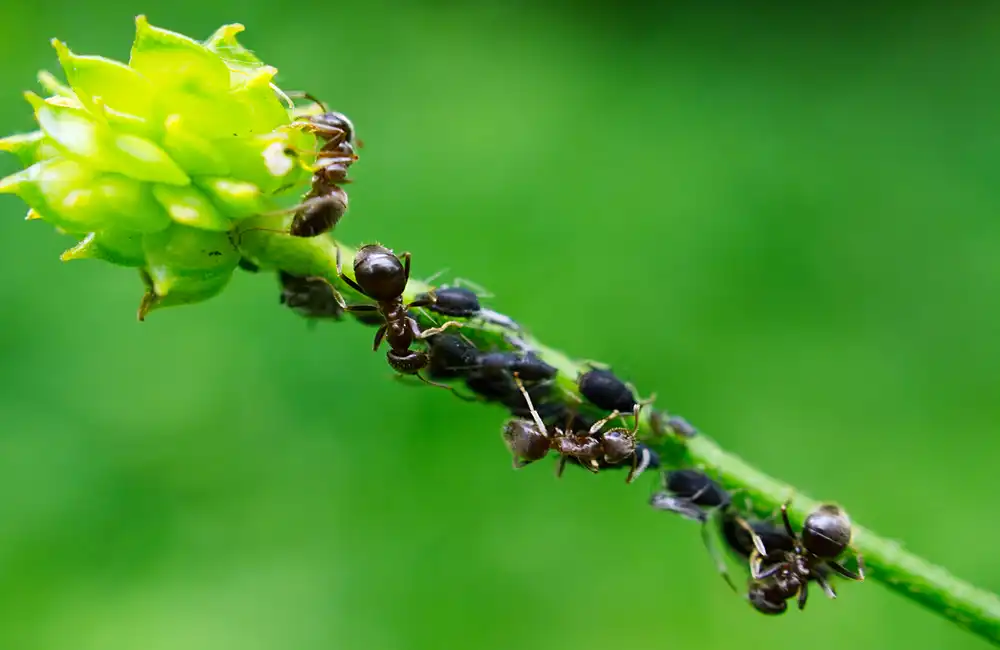 Glasgow’s Insect Farming Revolution: STAX Transforms Urban Landmarks into Sustainable Protein Hubs 